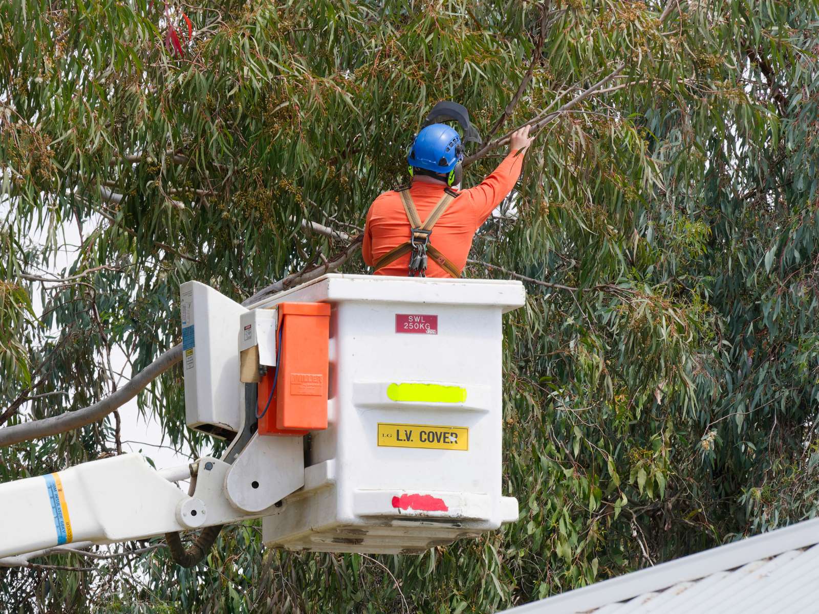 Poda preventiva y despeje de redes de media y alta tensión - Grupo Dicos